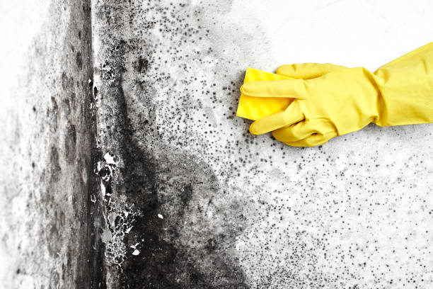 Crawl Space Mold Removal in Laurel Hollow, NY