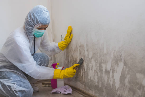 Best Mold Damage Repair  in Laurel Hollow, NY