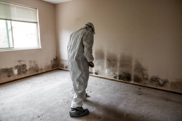 Best Local Mold Removal Service  in Laurel Hollow, NY