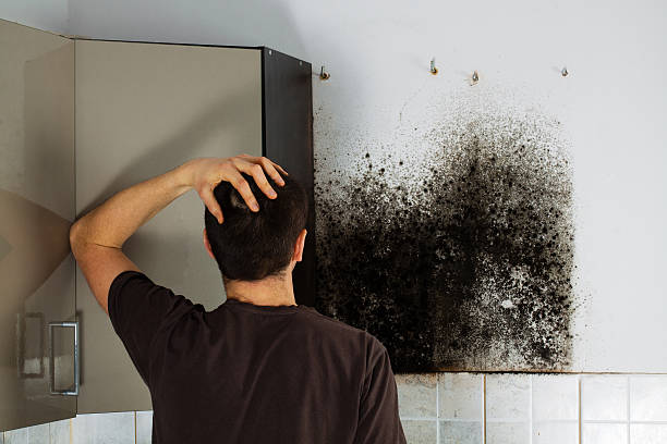 Best Crawl Space Mold Removal  in Laurel Hollow, NY