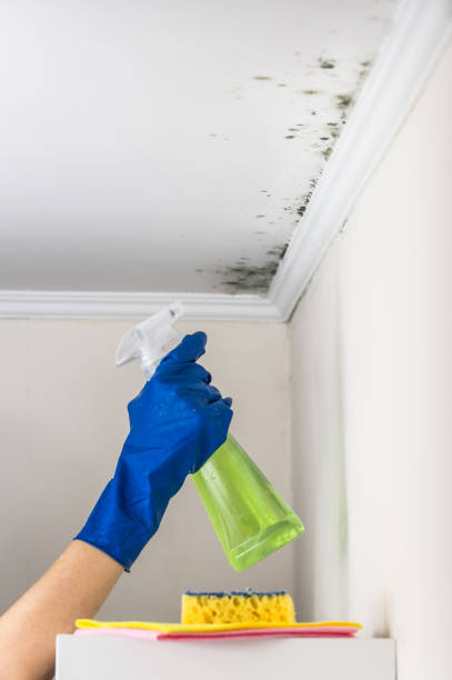 Best Toxic Mold Removal  in Laurel Hollow, NY