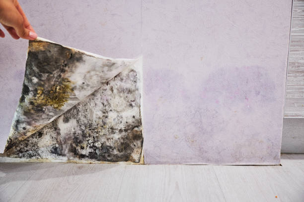 Best Local Mold Removal Service  in Laurel Hollow, NY